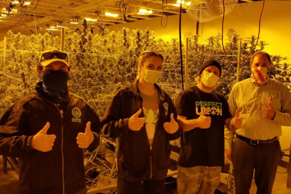 Cannabis-image6